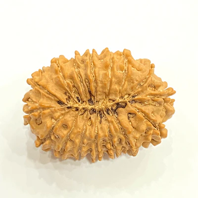 Natural 16 Mukhi Rudraksha (Nepal Origin- 30.05 MM) - Image 3