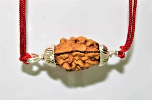 Natural 2 Mukhi Rudraksha (Himalaya origin) - Image 2