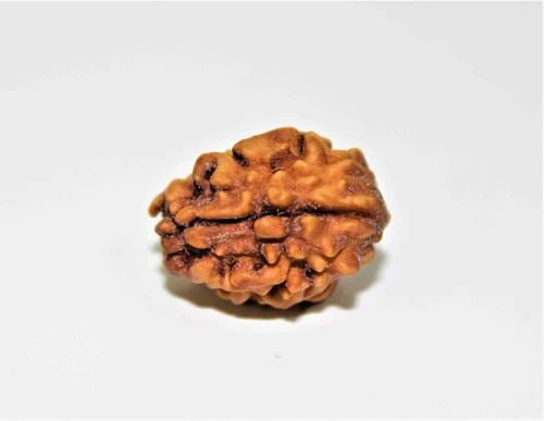 Natural 2 Mukhi Rudraksha (Himalaya origin) - Image 3