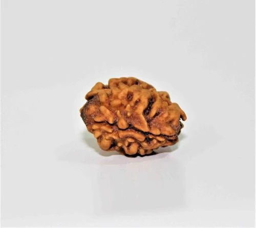 Natural 2 Mukhi Rudraksha (Himalaya origin) - Image 4