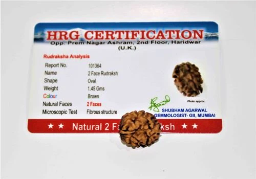 Natural 2 Mukhi Rudraksha (Himalaya origin) - Image 5