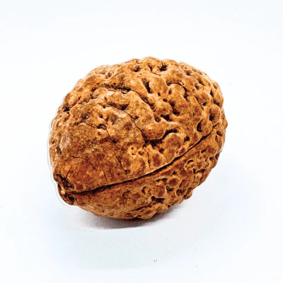 Natural 2 Mukhi Rudraksha (Indonesian Origin- World's Biggest Size) - Image 2