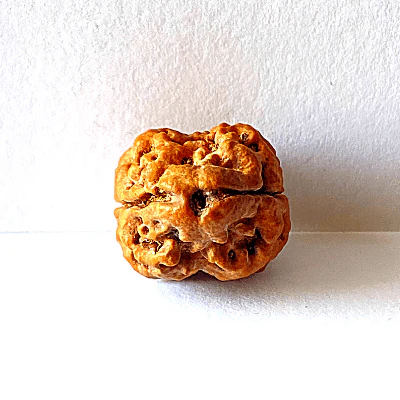 Natural 2 Mukhi Rudraksha (Nepal Origin - Collector Size) - Image 2