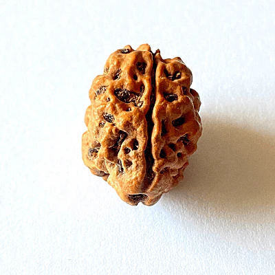 Natural 2 Mukhi Rudraksha (Nepal Origin - Collector Size) - Image 3