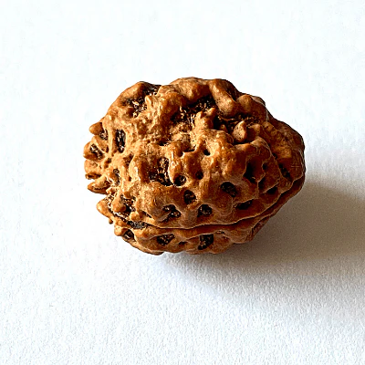 Natural 2 Mukhi Rudraksha (Nepal Origin- small size) - Image 2