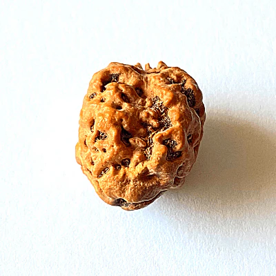 Natural 2 Mukhi Rudraksha (Nepal Origin- small size) - Image 3
