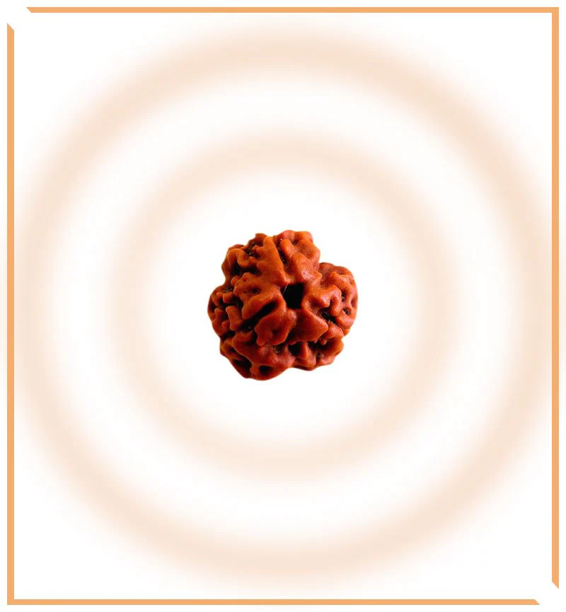 Natural 3 Mukhi Rudraksha (Nepal Origin) - Image 3