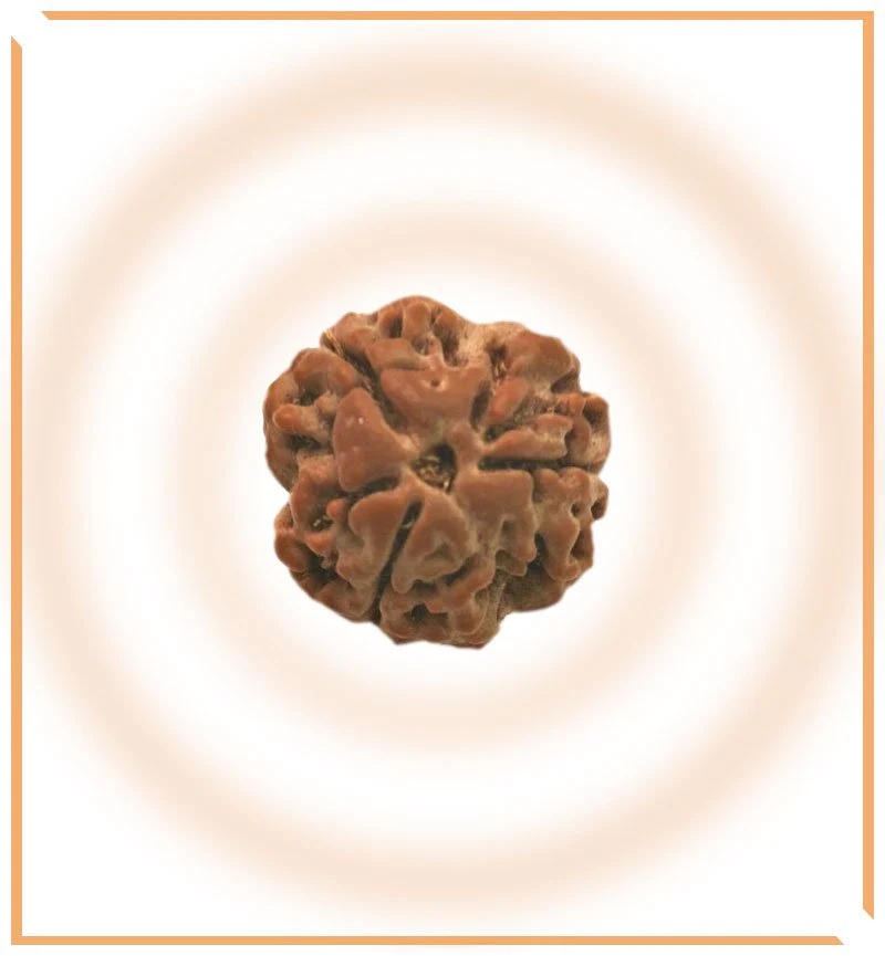 Natural 3 Mukhi Rudraksha (Nepal Origin) - Image 4