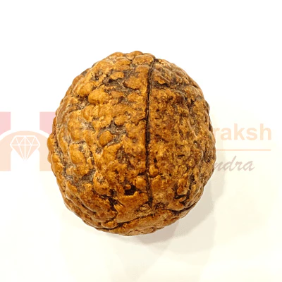 Natural 3 Mukhi Rudraksha (Indonesian Origin- World's Biggest Size) - Image 3