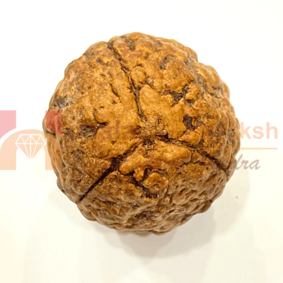 Natural 3 Mukhi Rudraksha (Indonesian Origin- World's Biggest Size) - Image 4