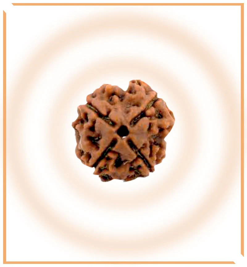 Natural 4 Mukhi/Face Rudraksha (Nepal Origin) - Image 3