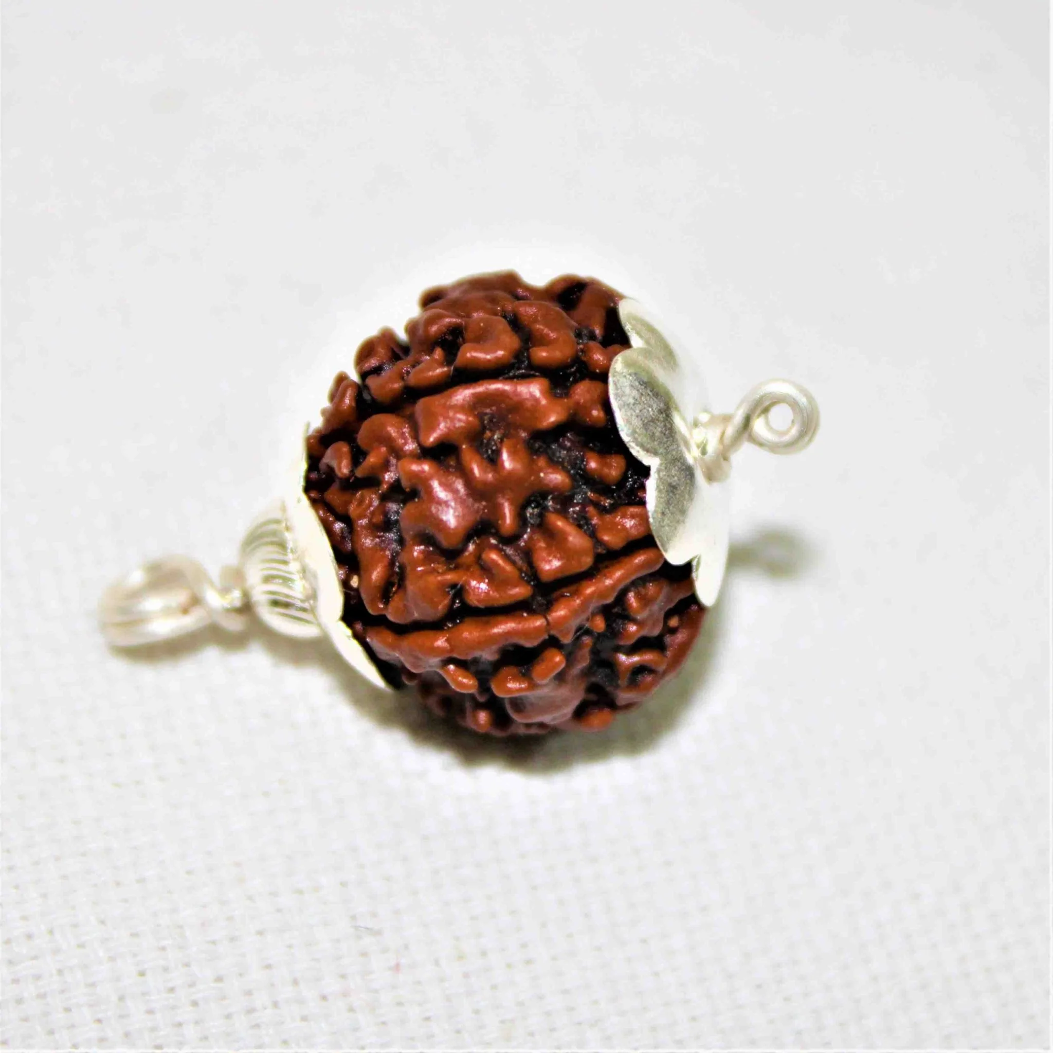 Natural 5 Mukhi/Face Rudraksha (Nepal Origin) - Image 3