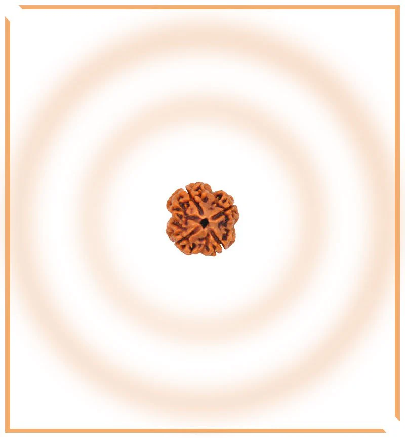 Natural 5 Mukhi/Face Rudraksha (Nepal Origin) - Image 4