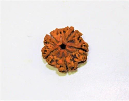 Natural 5 Mukhi/Face Rudraksha (Nepal Origin) - Image 5