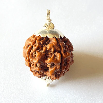 Natural 5 Mukhi Rudraksha (Nepal Origin- Collector Size) - Image 2