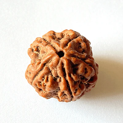 Natural 5 Mukhi Rudraksha (Nepal Origin- Collector Size) - Image 3