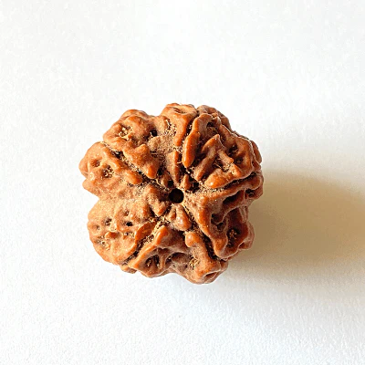 Natural 5 Mukhi Rudraksha (Nepal Origin- Collector Size) - Image 4