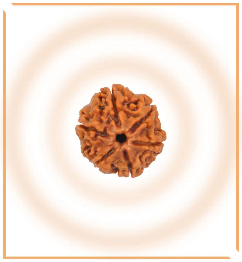 Natural 6 Mukhi/Face Rudraksha (Nepal Origin) - Image 4