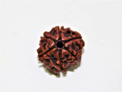 Natural 6 Mukhi/Face Rudraksha (Nepal Origin) - Image 5