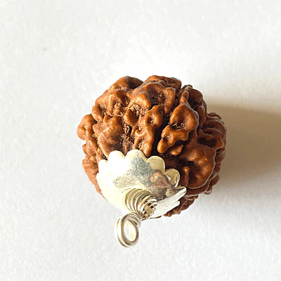 Natural 6 Mukhi Rudraksha (Nepal Origin- Collector Size) - Image 3