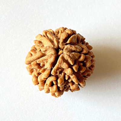 Natural 6 Mukhi Rudraksha (Nepal Origin- Collector Size) - Image 4