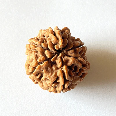 Natural 6 Mukhi Rudraksha (Nepal Origin- Collector Size) - Image 5