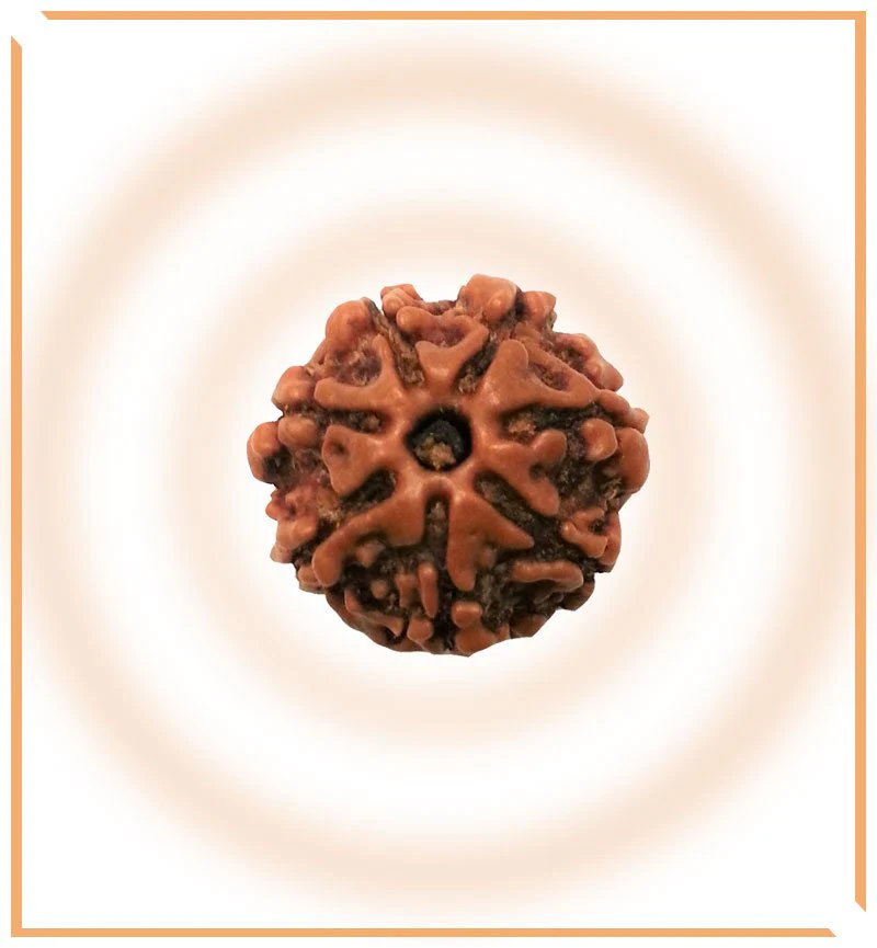 Natural 7 Mukhi Rudraksha (Nepal Origin- 19.00 mm) - Image 4