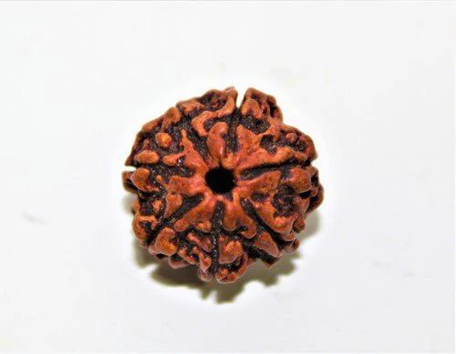 Natural 7 Mukhi Rudraksha (Nepal Origin- 19.00 mm) - Image 5