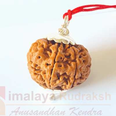 Natural 7 Mukhi Rudraksha (Nepal Origin- 22.00 MM ) - Image 3