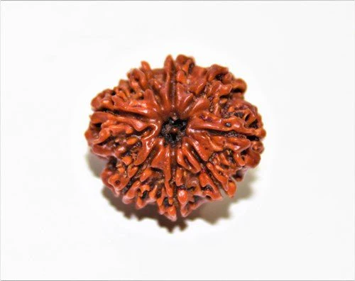 Natural 8 Mukhi/Face Rudraksha (Nepal Origin) - Image 4