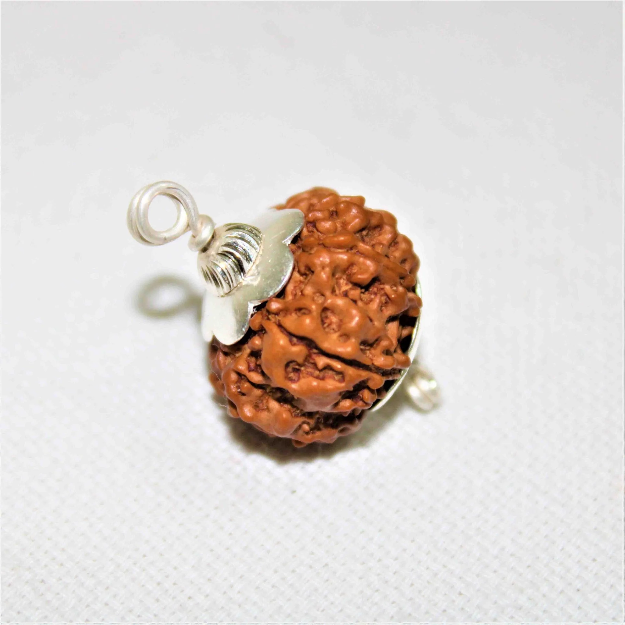 Natural 8 Mukhi/Face Rudraksha (Nepal Origin- Collector Size) - Image 3