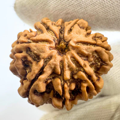 Antique 8 Mukhi Rudraksha (Nepal Origin - 29.53 MM | 6.79 Gms) - Image 3