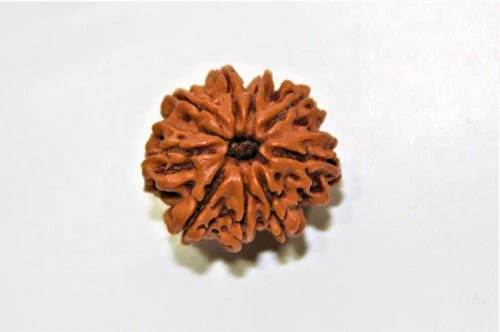 Natural 9 Mukhi/Face Rudraksha (Nepal Origin) - Image 4
