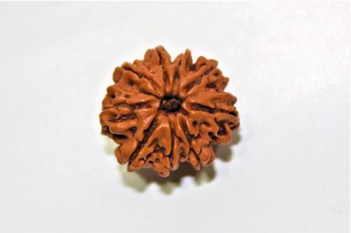 Natural 9 Mukhi/Face Rudraksha (Nepal Origin- Collector Size) - Image 4