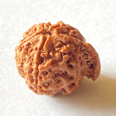 Natural Ganesh Mukhi Rudraksha - Image 3