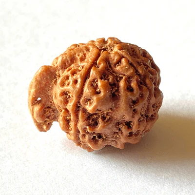 Natural Ganesh Mukhi Rudraksha - Image 4