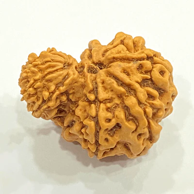Natural Garbh Gauri Rudraksha (Nepal Origin) - Image 2