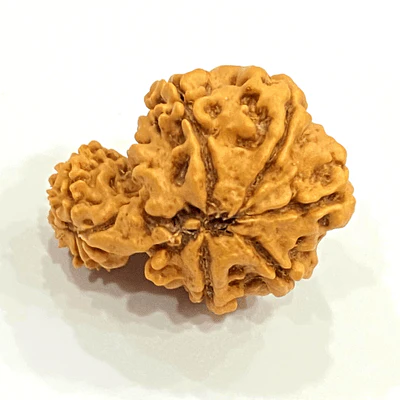 Natural Garbh Gauri Rudraksha (Nepal Origin) - Image 3