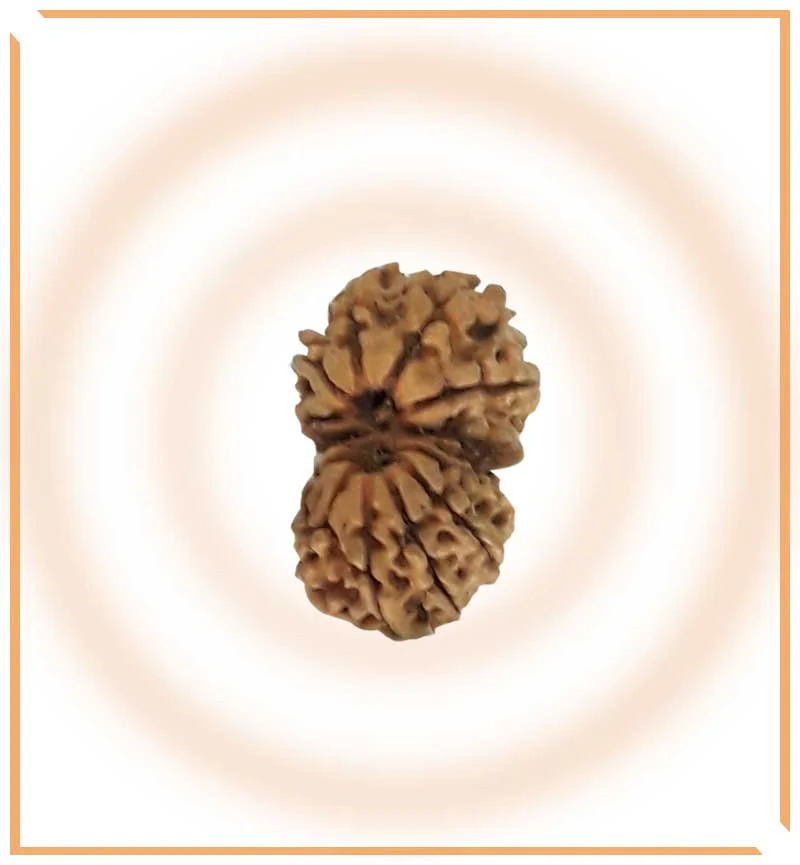 Natural Gaurishankar Rudraksha (Nepal Origin) - Image 4