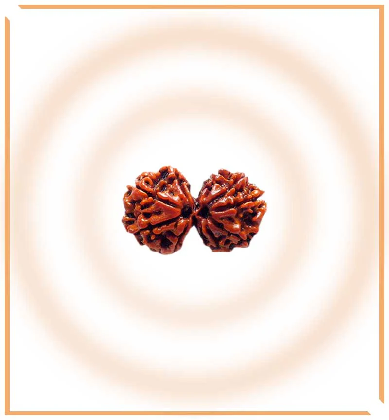 Natural Gaurishankar Rudraksha (Nepal Origin - Collector Size) - Image 5