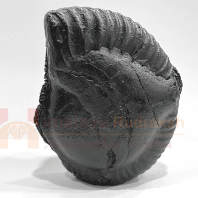 Ram Lalla Carved Shaligram - 378 Grams - Image 3
