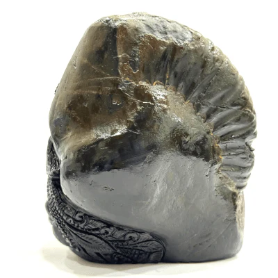 Shree Krishna Carved Shaligram - 675 Grams - Image 3