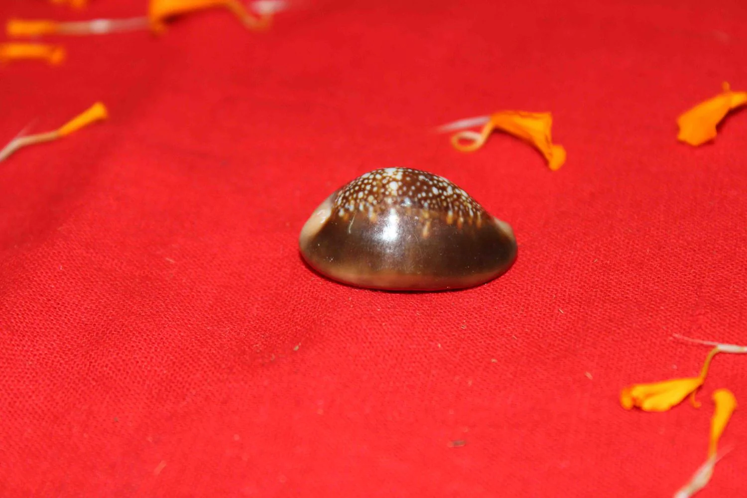 Lakshmi Poojan Collection - Image 11