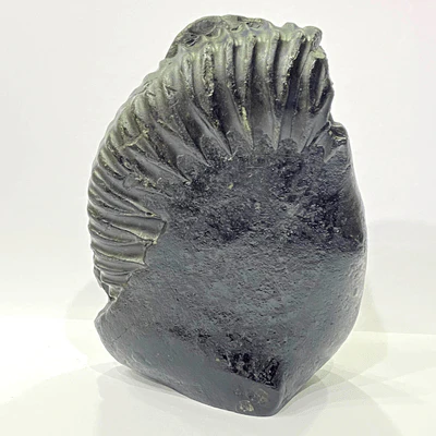 Tirupati Balaji Carved Shaligram (566 gms) - Image 4