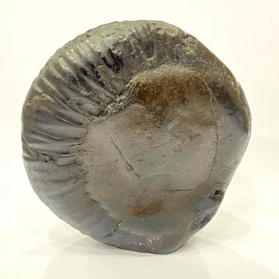 Tirupati Balaji Carved Shaligram (945 gms) - Image 4